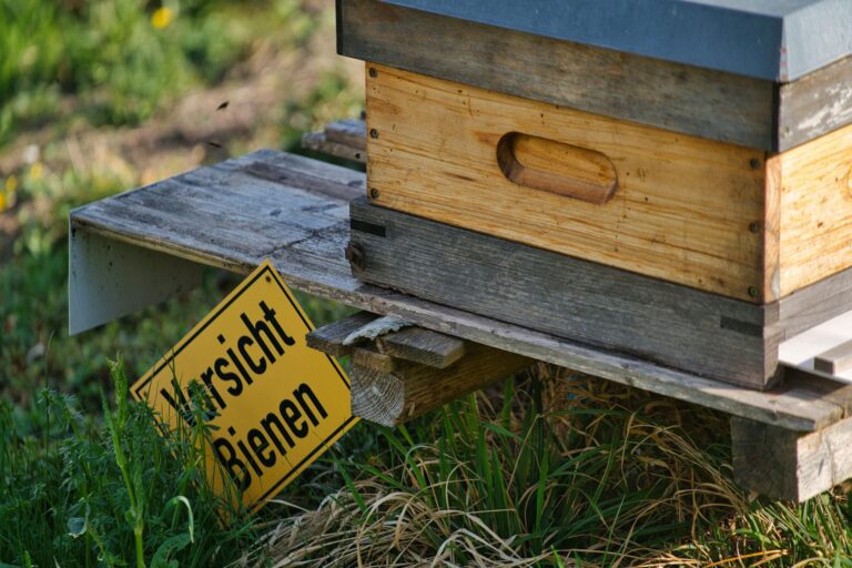 Poker Anfänger konzentriert an Online-Tisch lernen Strategien zur Fehlervermeidung